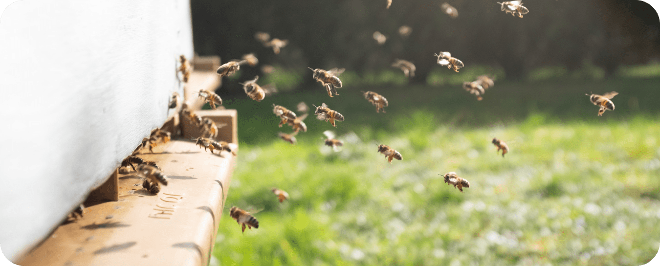 Чей укус опаснее: пчелы, осы, шмеля или шершня