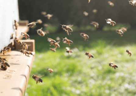 Пчелы, осы, шмели и шершни: чей укус опаснее?